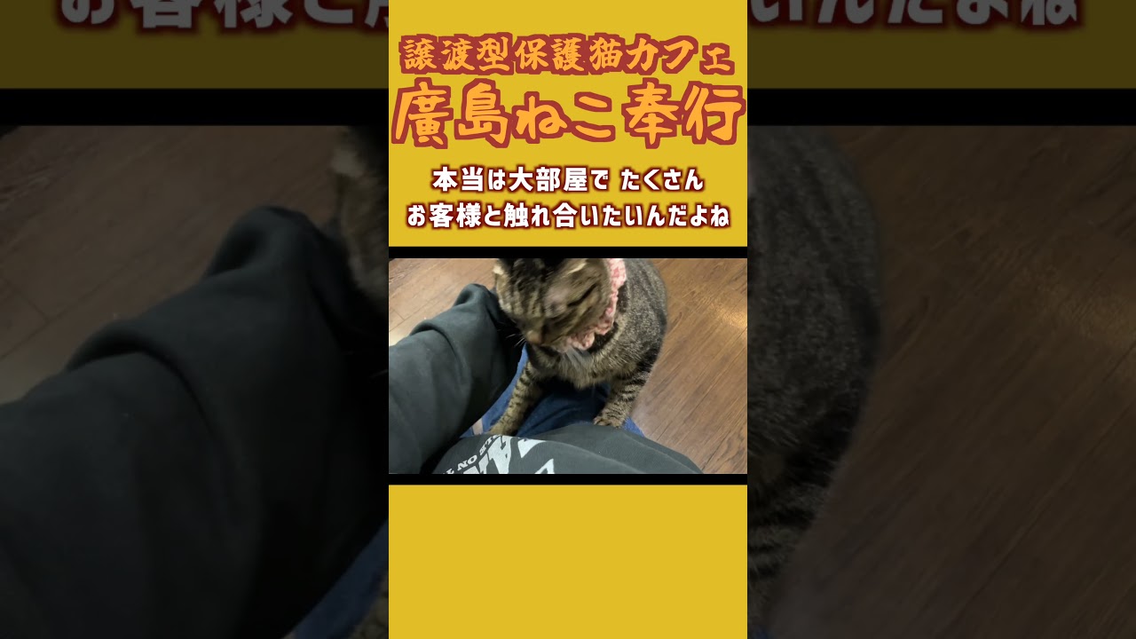 【看板娘】ピカチュウしっぽの保護猫、くうくう