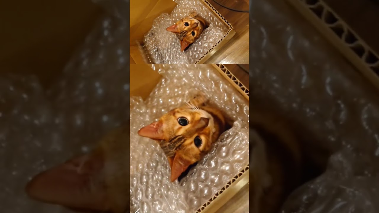 プチプチの中で凄す、ひみつ基地。ベンガルの飼い方。#cat #保護猫 #ねこ #癒し動画 #youtube