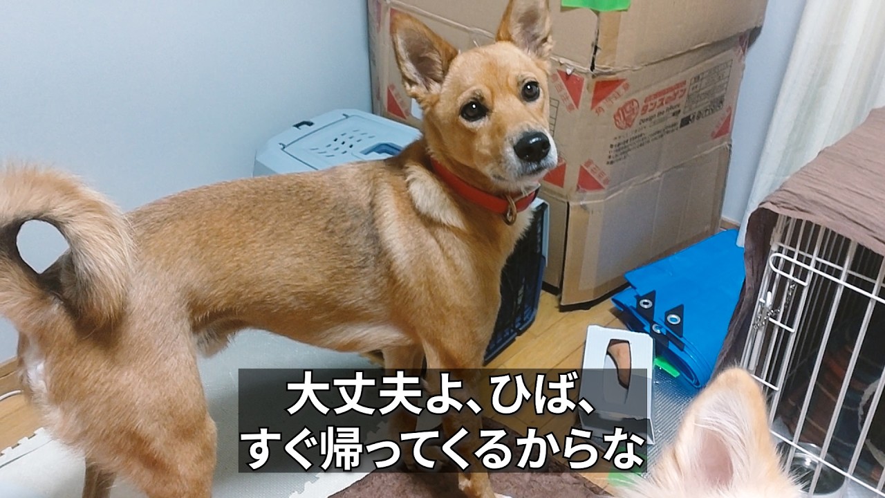 すぐ帰ってくるからそんなに泣くな【子猫の病院日】
