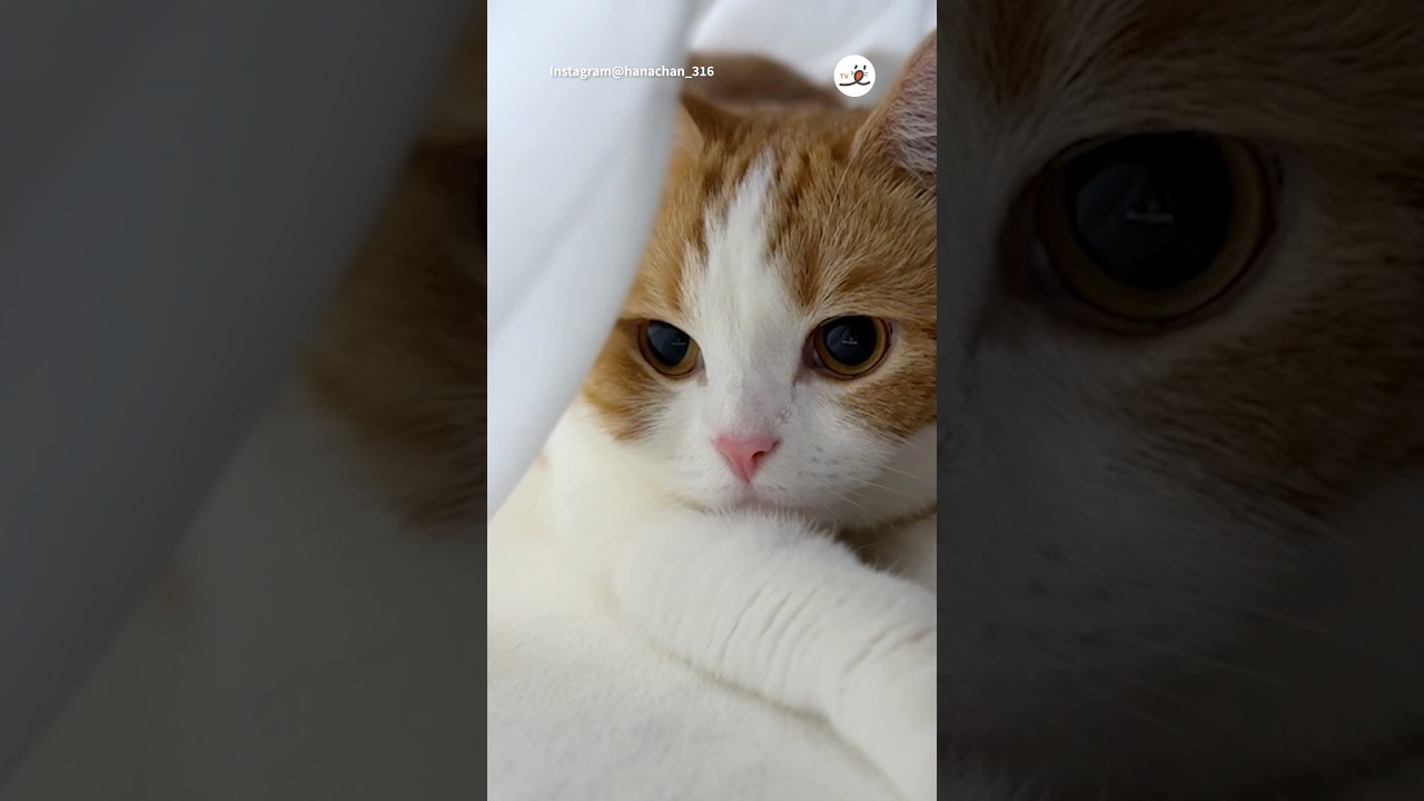 はなちゃんに恋しちゃう｜PECO #スコティッシュフォールド #猫 #猫動画 #猫のいる暮らし  #scottishfold #cat #catlover #catlife