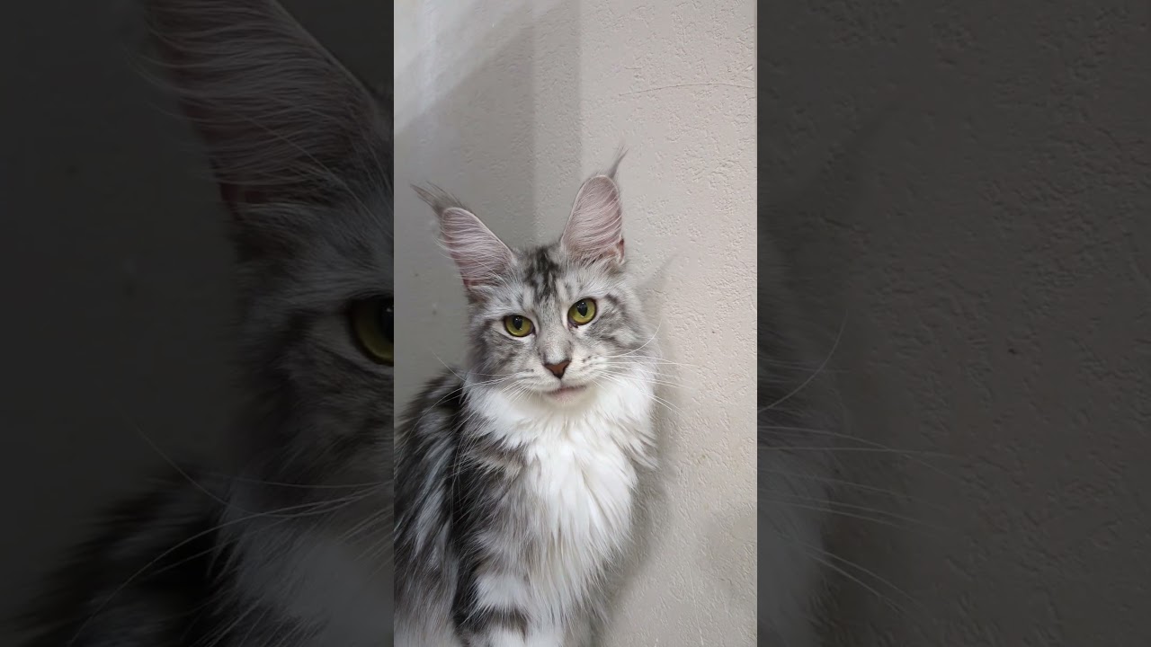 シルバーの若いメインクーンイブさん今月で2歳になります♥