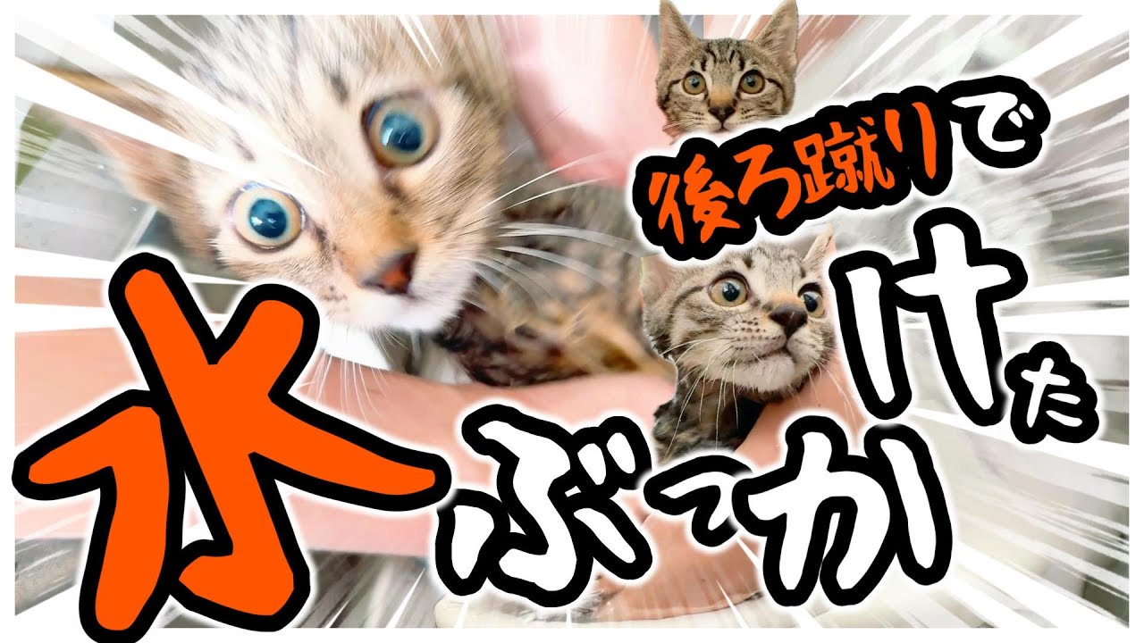 子猫アレルギーがひどくなったのでシャンプーしたら・・・水をぶっかけられた【保護猫生活】
