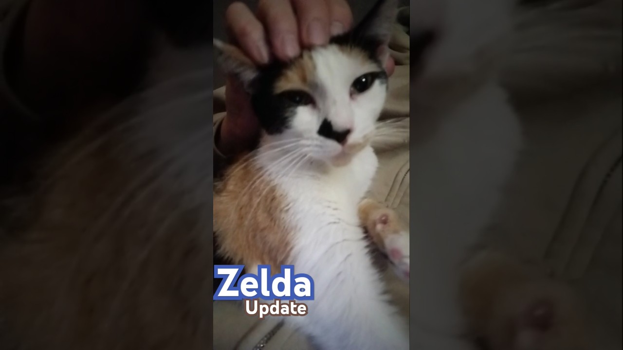 Zelda update.#catlife #cutecat #sweetcat #calico #calicocat #calicotuxedo #katebush #catlover #cute