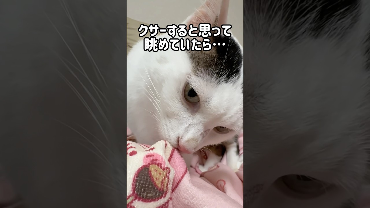 クサーすると思って眺めていたら…w #shorts