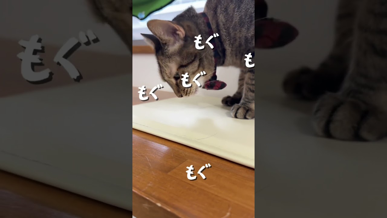 おやつの謎。#保護猫