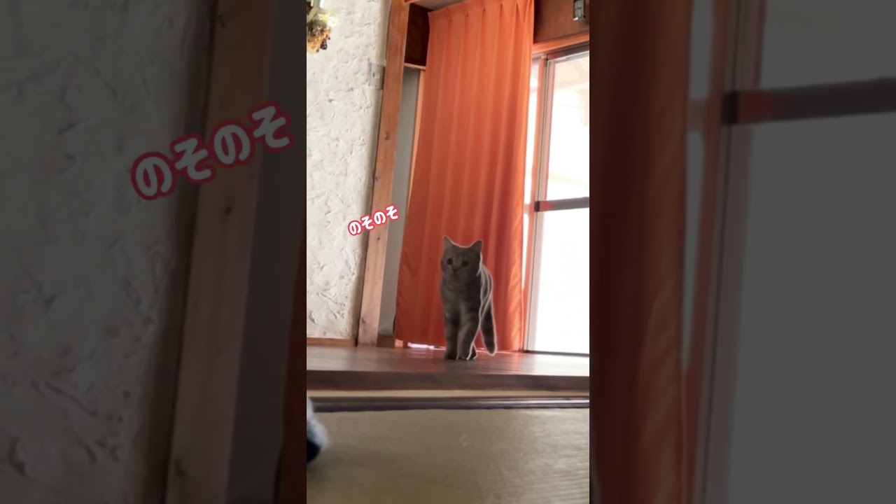 お見送り後のだいふくさん😼 #cat #マンチカン #munchkin #ねこのだいふく #猫 #ねこのいる生活