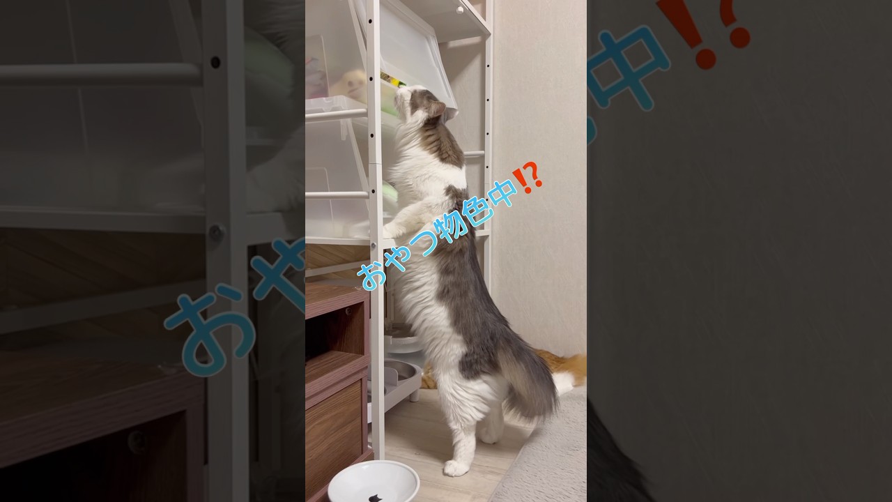 おやつの場所に気づいた猫 #shorts  #ノルウェージャンフォレストキャット  #cat