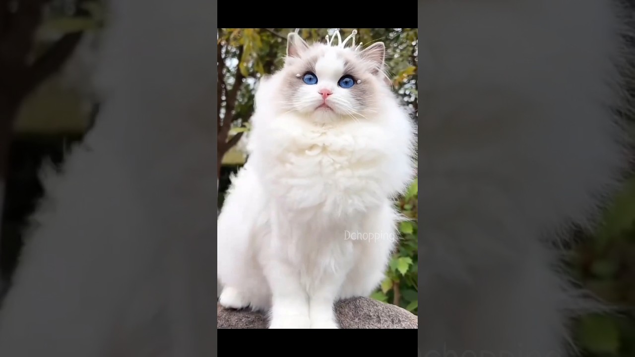 Ragdoll cats.아름다운 래그돌 고양이. きれいなラグドール猫，Kucing Ragdoll yang cantik. #cute  #kucing #cat #kitten
