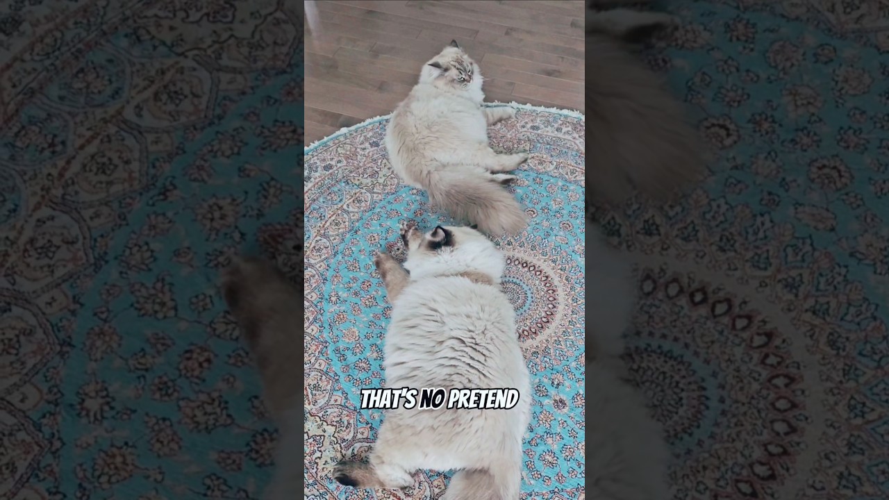 Thank you for everything ❤️ #cat #petlovers #catlover #petloverscommunity #yourcat