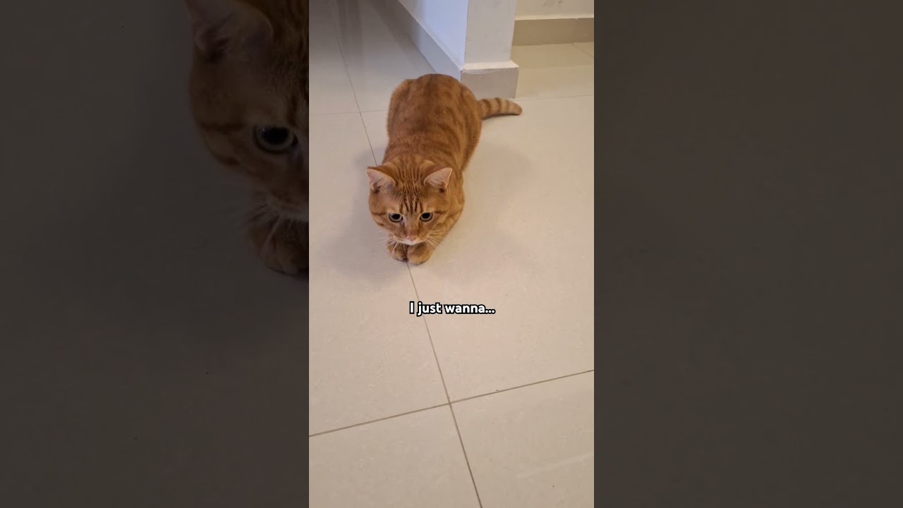 I cannot hold it in anymore. I just wanna *wiggle wiggle* yk? #shorts #fyp #trending #trendingshorts