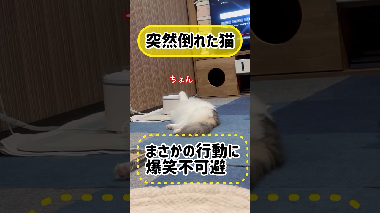 【爆笑】倒れた猫のした行動#cat #メインクーン #cooncat