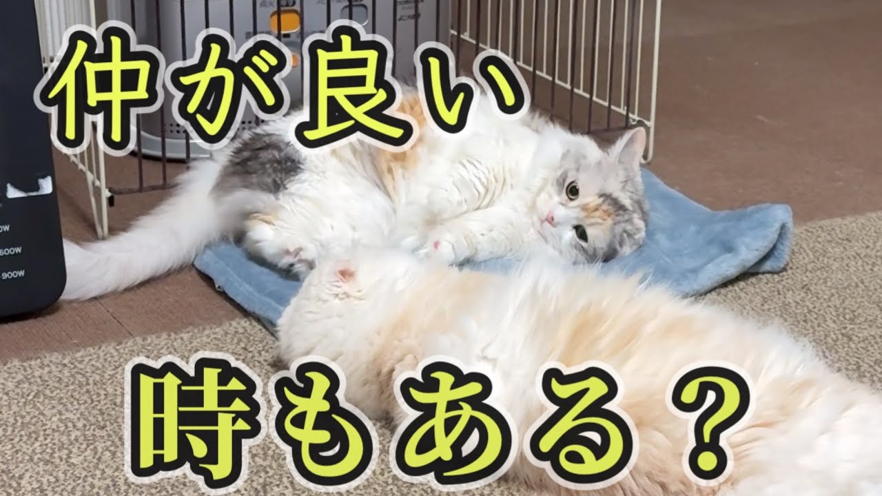 後輩猫が可愛すぎる…喧嘩すると思ってました