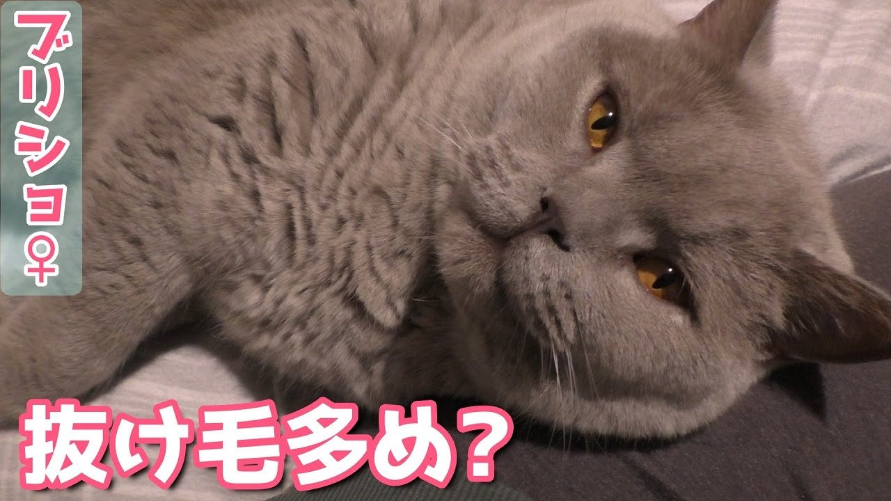 猫の毛並みについて【ブリティッシュショートヘア】ブラッシングのことなど。