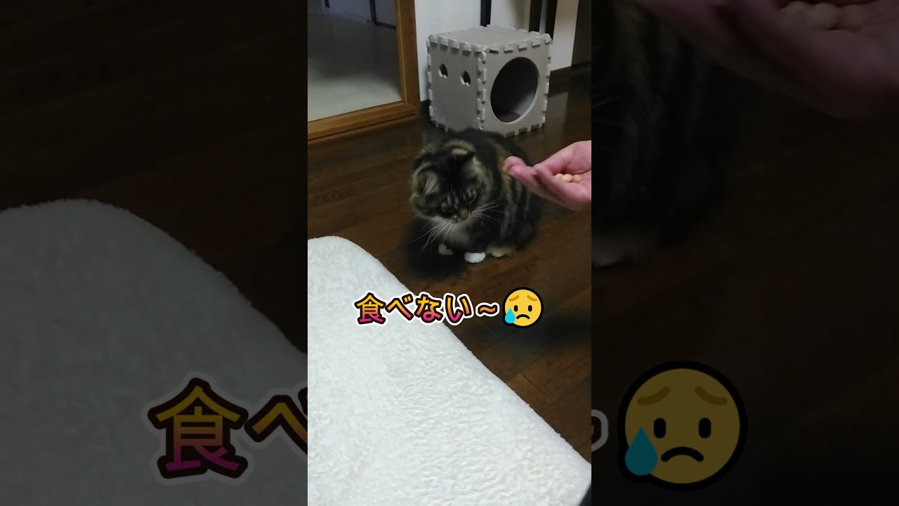 新しいおやつだよ#cat #猫 #shorts #アメリカンショーヘア #ロシアンブルー#メインクーン
