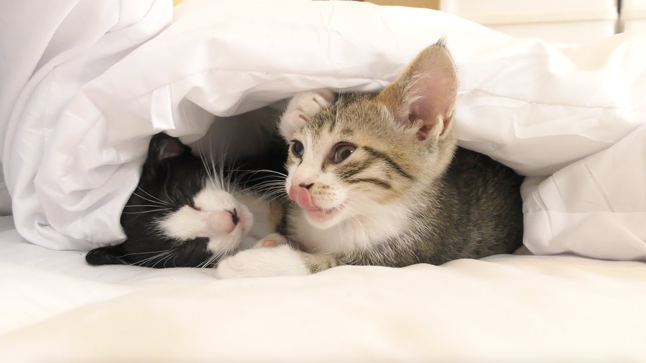 子猫たちが布団でトンネルを作って遊んでいる姿がかわいすぎました笑