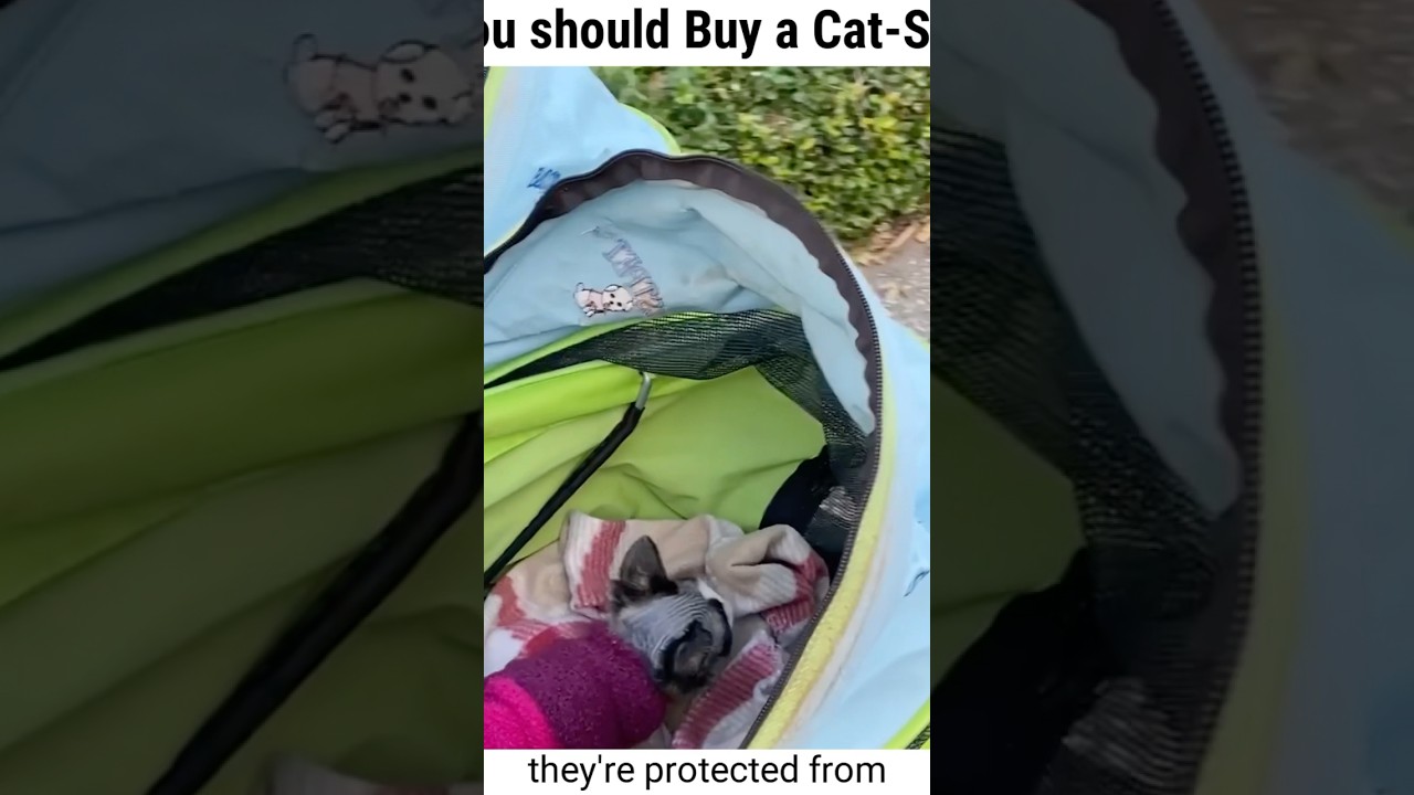 Should you Buy a Cat-Stroller for your Sphynx? 🐈   #sphynxcare