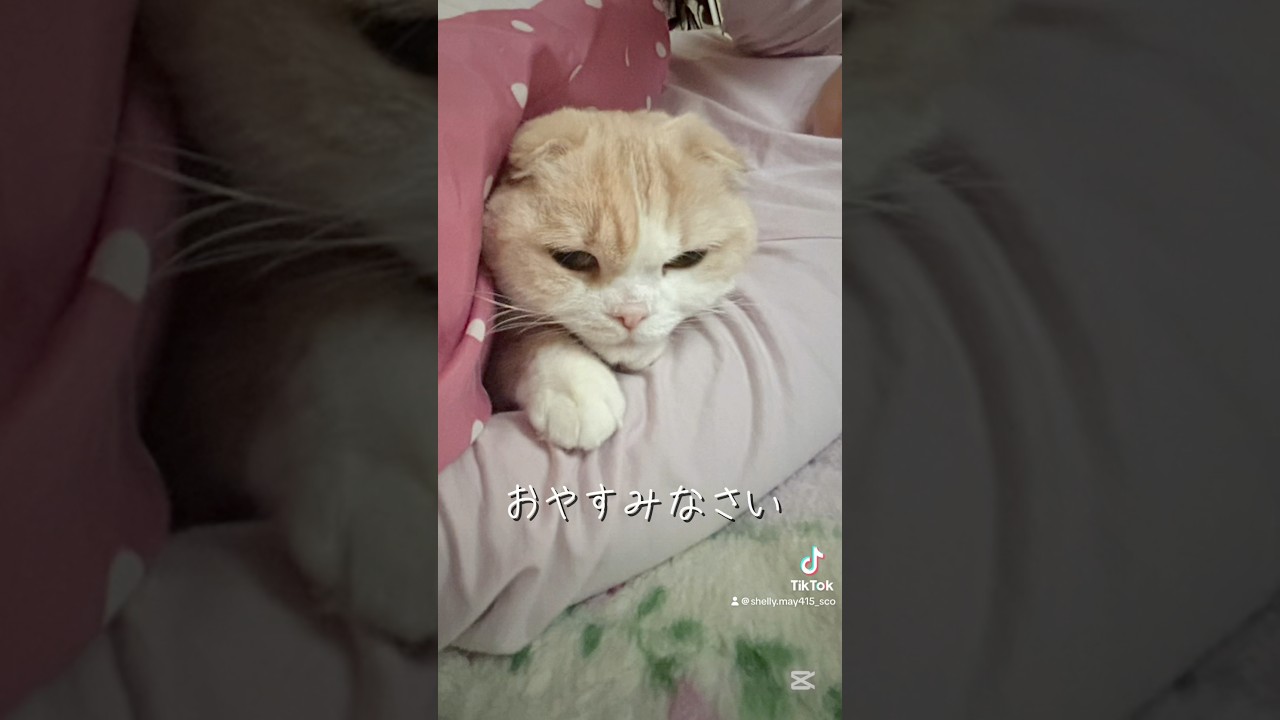 寝る前に観てね#猫#スコティッシュフォールド #scottishfold