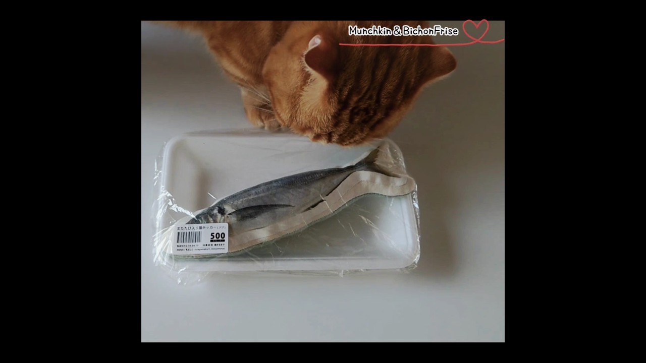 【マンチカン】お魚くわえた短足猫 【犬と猫、両方飼ってると毎日かわいい♥】