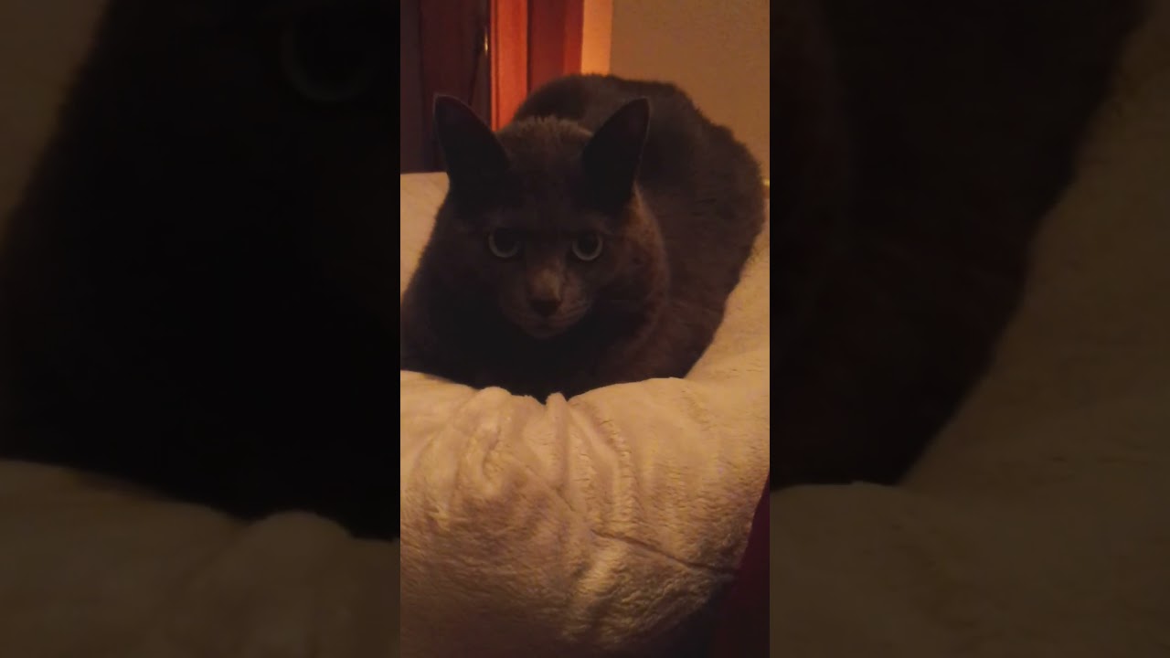 捨て猫だったシャルトリューのミンミ、自分専用ソファーで幸せ生活The Rescued Chartreux: Loving Life on Her Own Sofa