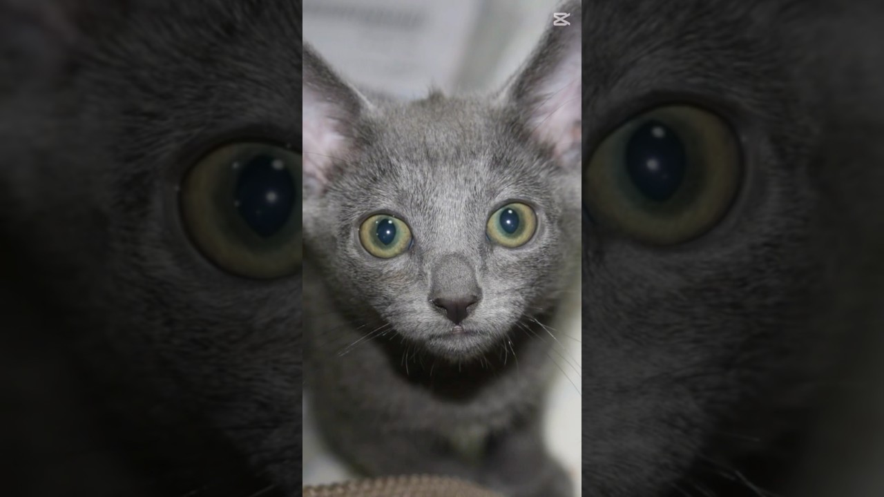 【ロシアンブルー】めろん〜12月スタート▶️今年も後1ヶ月〜早すぎ😂【猫】#shorts