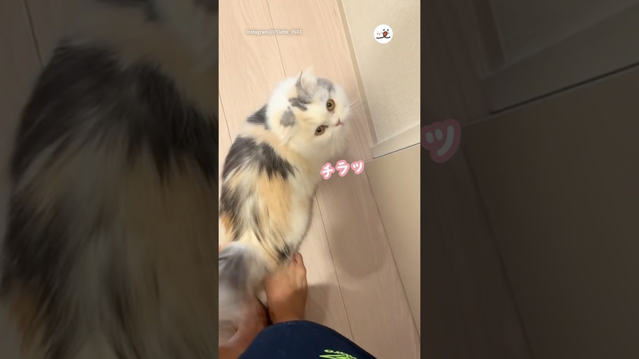 ずっと主さんについて行く猫様が可愛い🥺💕｜PECO #マンチカン #ミヌエット #猫 #愛猫家 #猫のいる暮らし #munchkin #minuet #cat #catlover #catlife