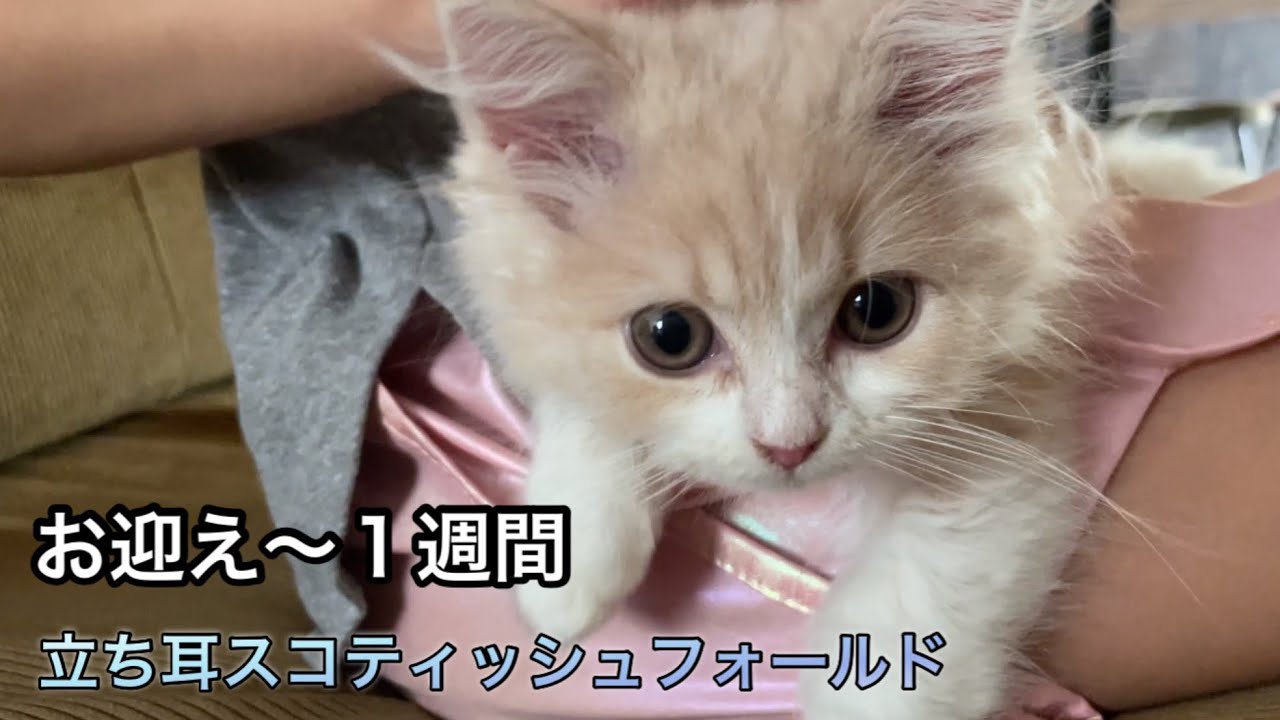 生後2か月の子猫が家に来てからの暮らし