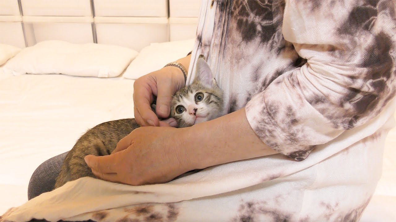 初めてばぁばと会ったら子猫がいきなり甘えてこうなっちゃいました♡