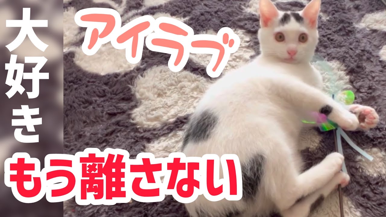 猫のおすすめ猫じゃらし。限界まで遊び尽くすミルねーさん。