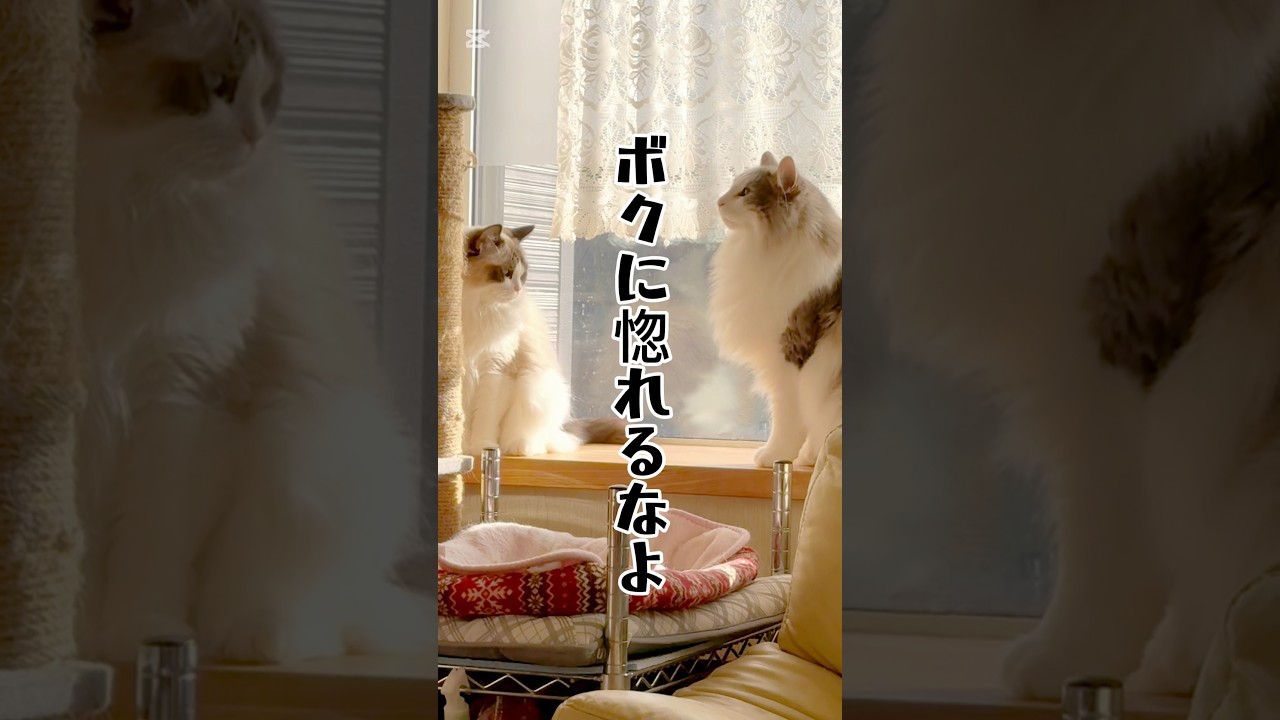 【猫の階級別パンチ紹介】#猫 #猫のいる暮らし #ラグドール #ノルウェージャンフォレストキャット #スコティッシュフォールド #shorts