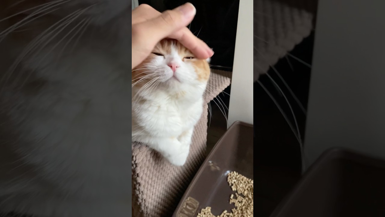 こんな毎朝幸せ#猫#スコティッシュフォールド#ねこのいる生活#cat#cats