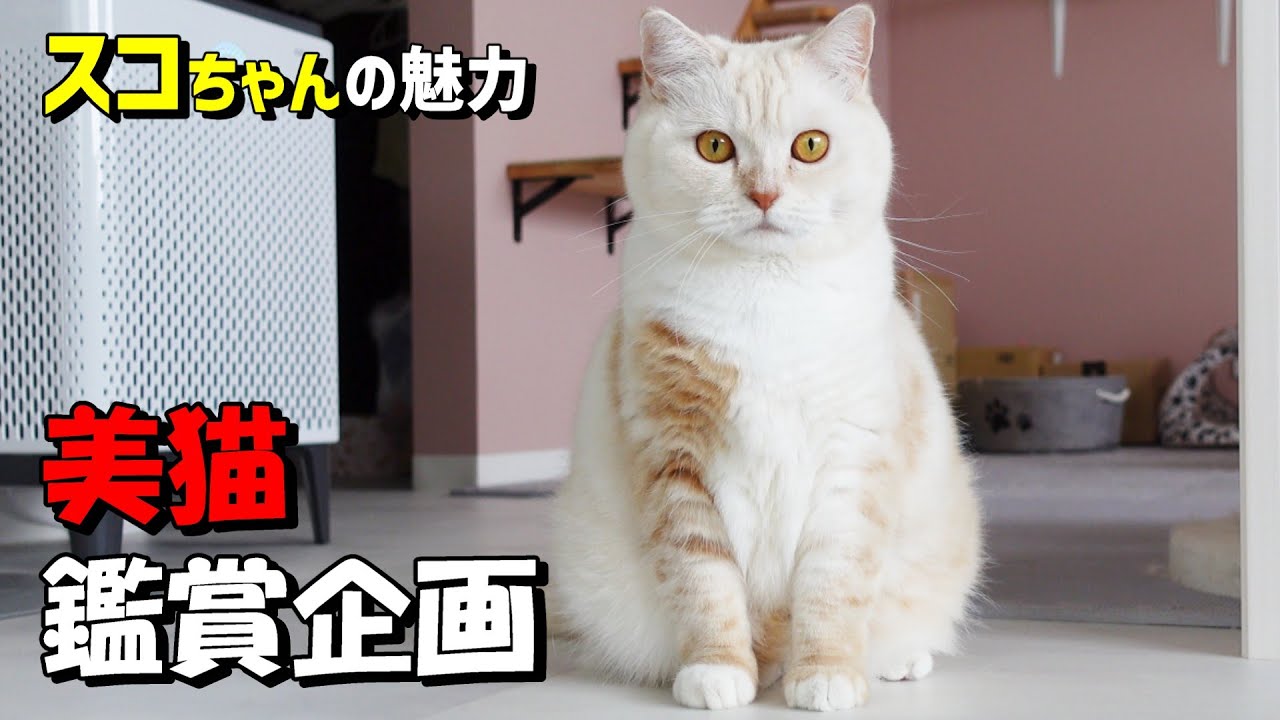 スコティッシュフォールドの美猫を観ていきませんかぁ#猫好きさんと繋がりたい #猫