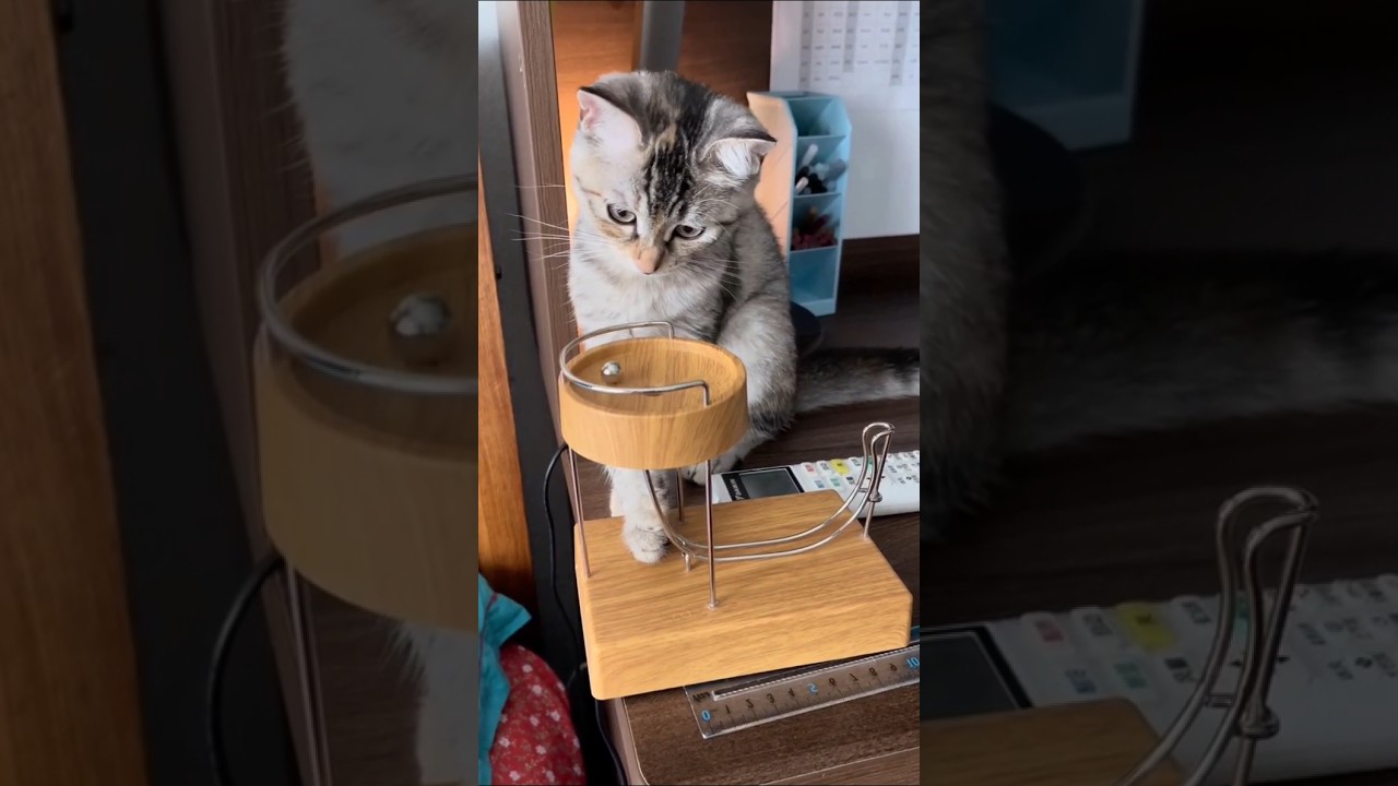 ネッコさん見て癒されたら寝ろｗｗｗ #動物 #猫 #ネコ