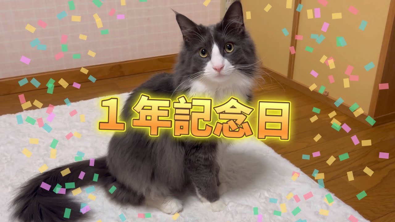 【うちの子記念日】ターキッシュアンゴラのアルくん、1年記念日！