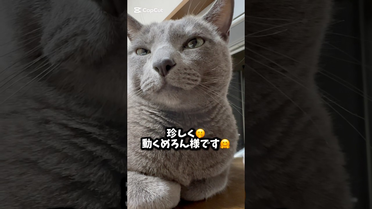 【ロシアンブルー】めろん動きます🤭【猫】#shorts