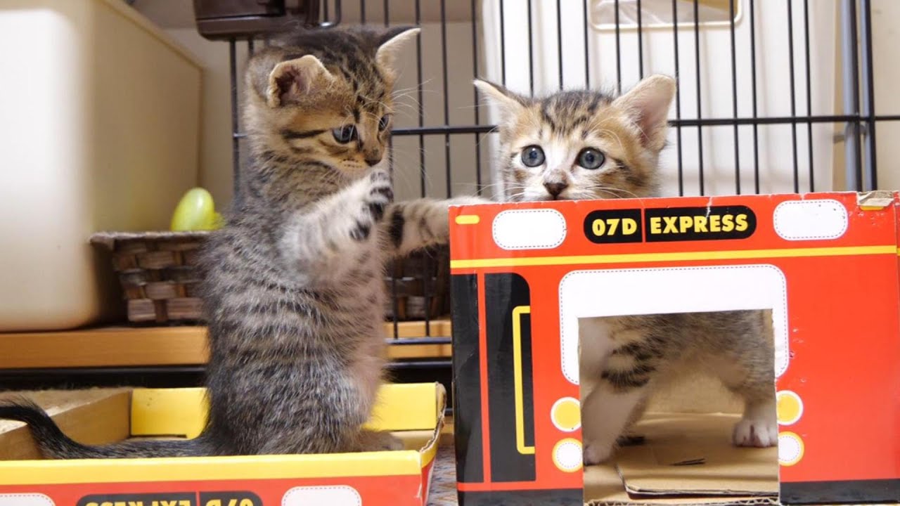 子猫達はバスから出たり入ったり大はしゃぎです【赤ちゃん猫　保護猫】