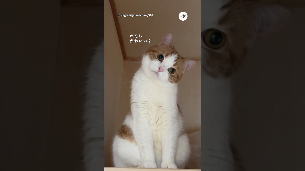 はなちゃんに心を射止められる…🩷｜PECO #スコティッシュフォールド #猫 #猫動画 #猫のいる暮らし  #scottishfold #cat #catlover #catlife