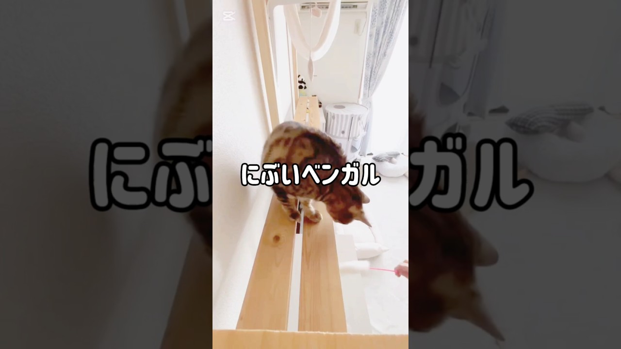 【あれれ〜？】にぶいベンガル #猫 #猫動画 #猫のいる暮らし #ベンガル #cat #fyp #shorts #short