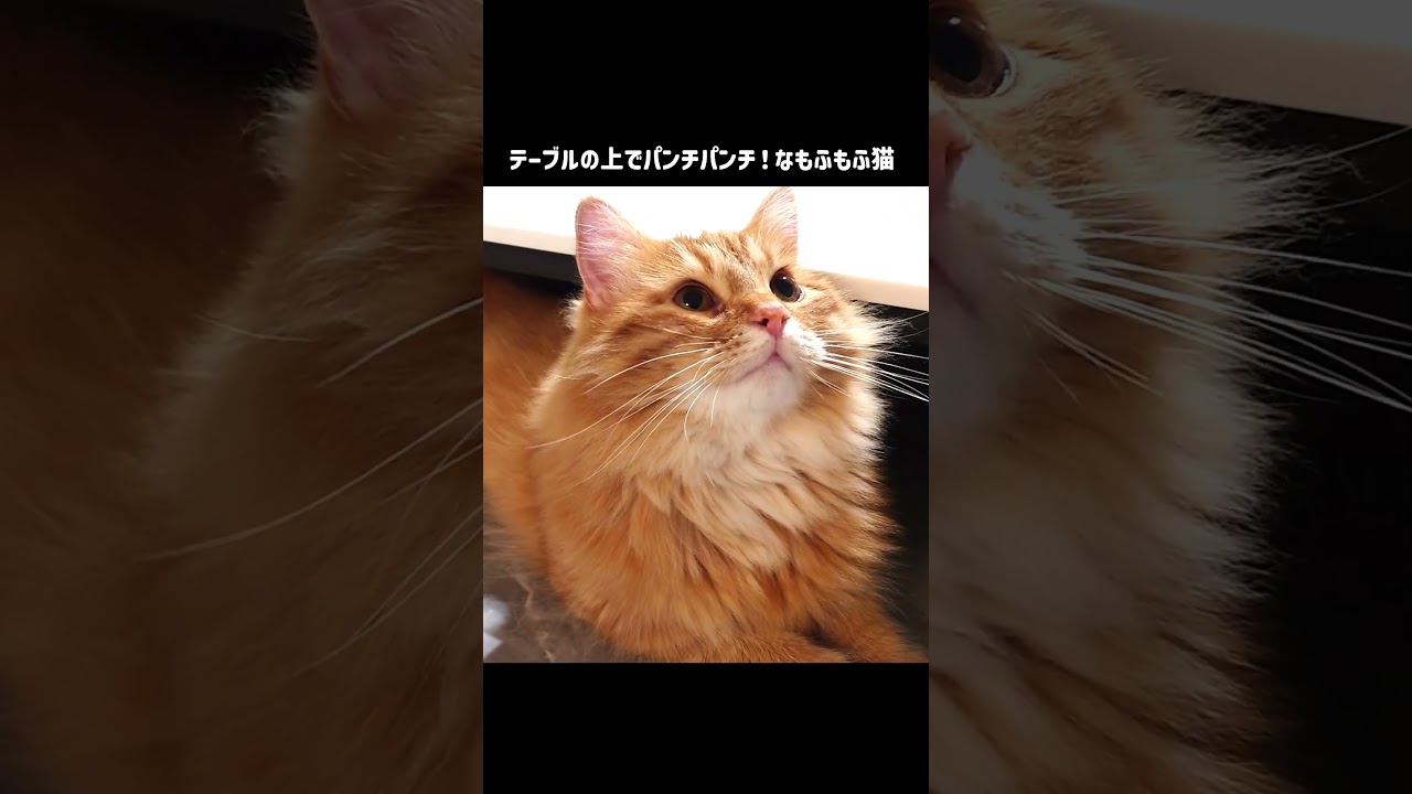 テーブルの上でパンチパンチ！なもふもふ猫【サイベリアンの風（ふう）】#shorts #猫のいる暮らし  #茶トラ #サイベリアン