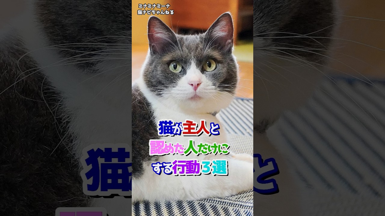 猫が主人と認めた人だけにする行動３選 #保護猫 #保護 #猫のいる暮らし