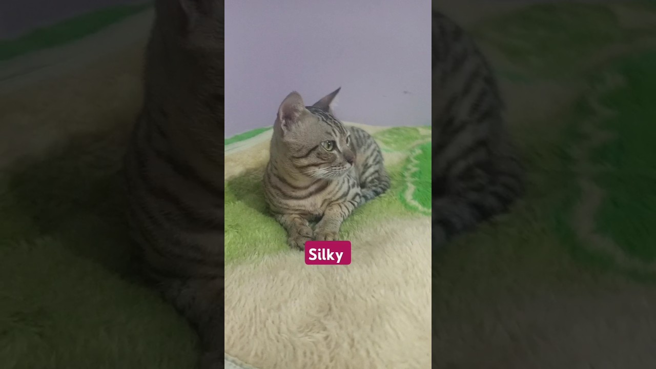 Silky is quite cat feels comfortable all the time #cat