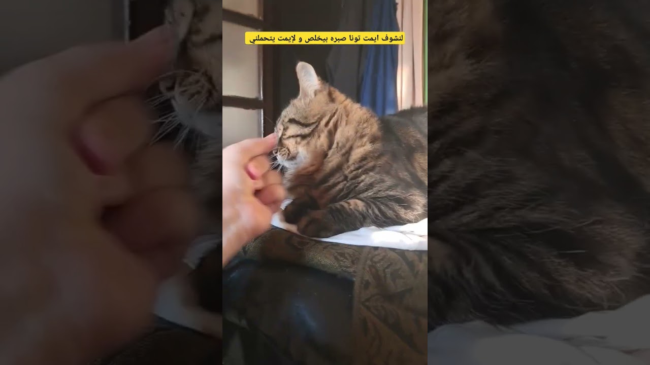 الهبل مع القطط 🤩 #نصائح_تلميذة_طب_بيطري #اكسبلور #قطط #cat