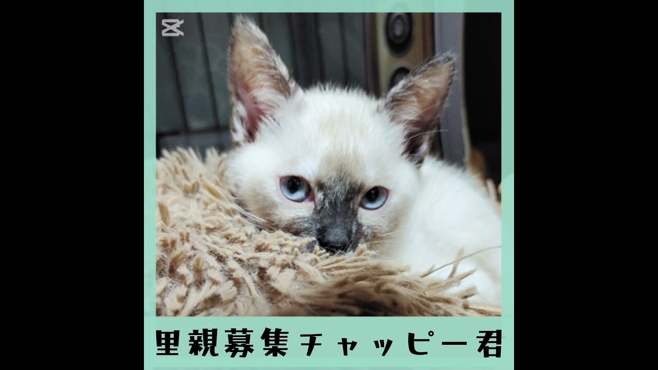 里親募集シャムmixチャッピー君