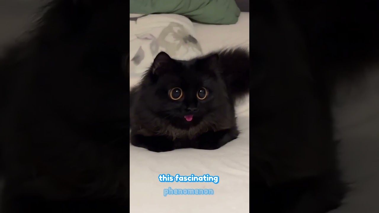 Fact About the Black Cat #cat #pets #catlover #blackcat