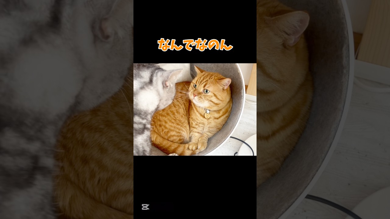 続々とあいさつにやってくる子供たちとパパ猫。 #マンチカン #shorts