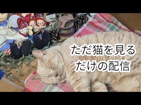 ただ猫みるだけ配信⸜(*˙꒳˙*)⸝