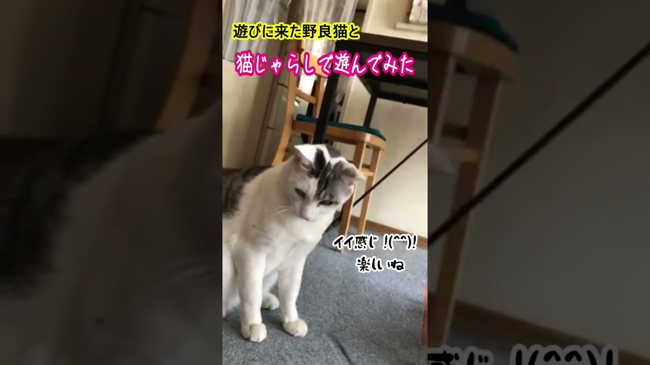 野良猫の猫じゃらし😻　#野良猫 #猫 #地域猫