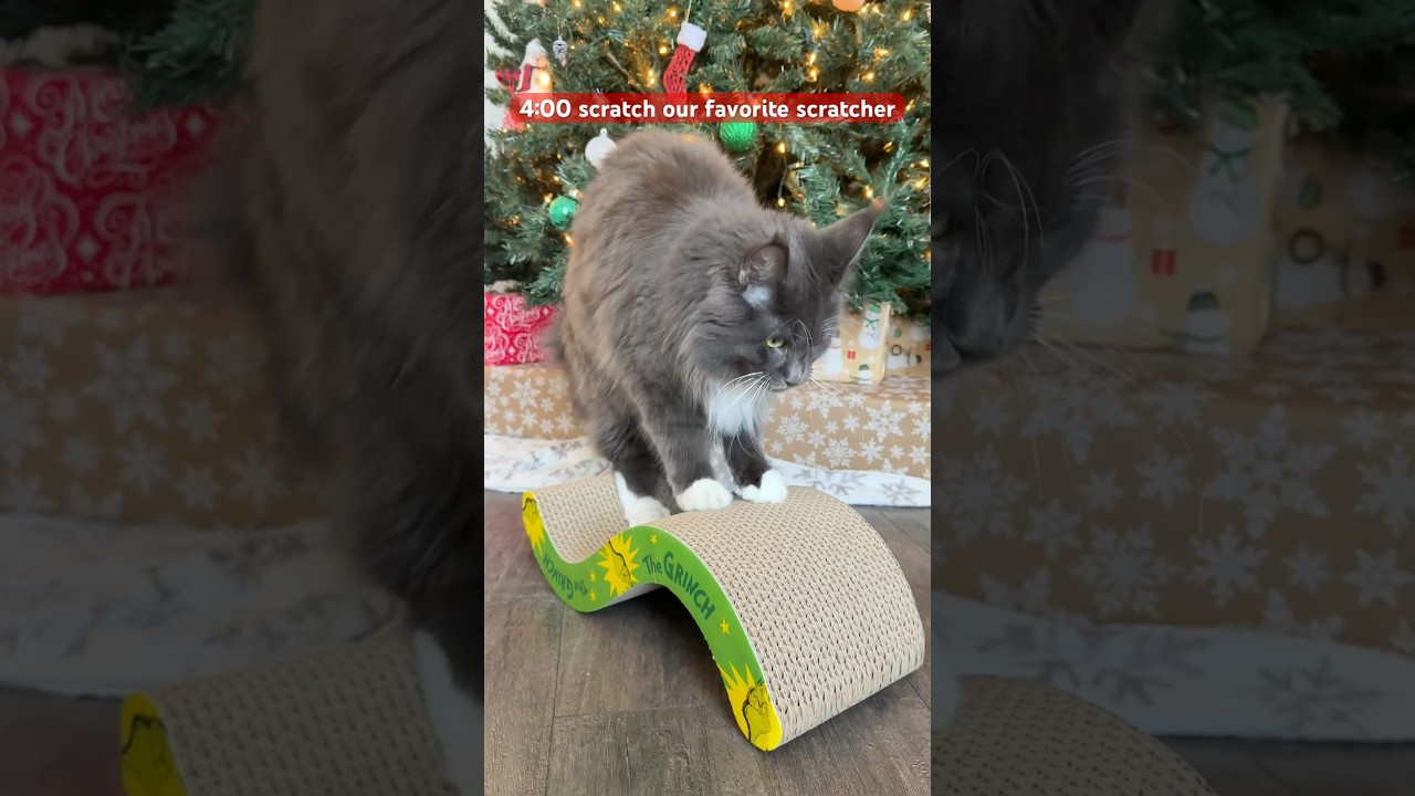 Who knew cats'schedules could be so packed? Do anyone else's pets have a busy week ahead? #PetSmart