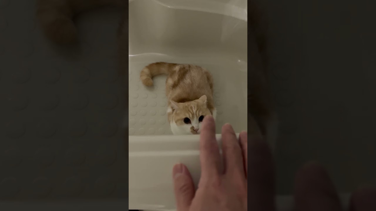 かまちょモード　猫マンチカンまんじろう