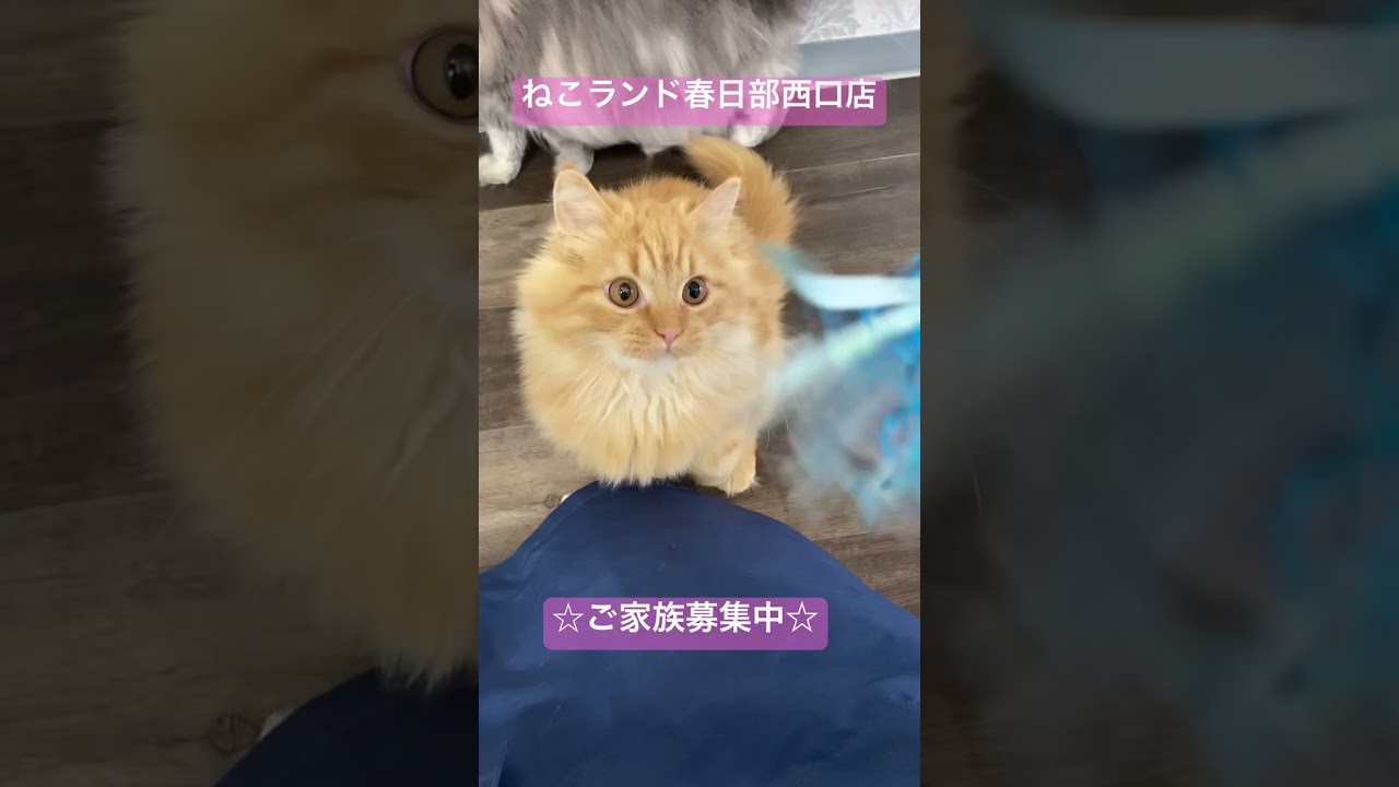 【子猫販売】#サイベリアン #子猫販売 #猫好きさんと繋がりたい #猫アレルギー #猫動画