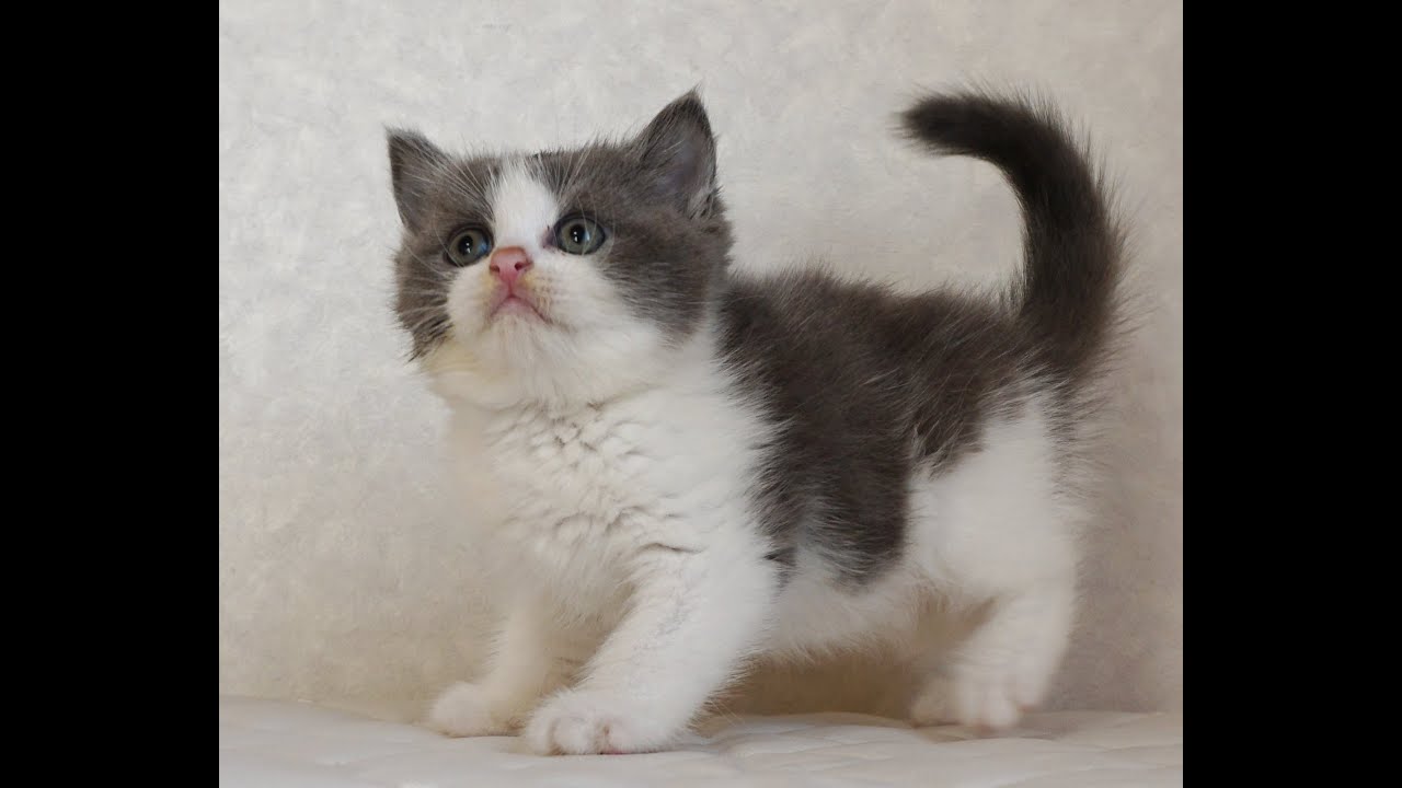 ブリティッシュショートヘアー子猫　British Shorthair　2024.10.18産まれ　ブルー&ホワイト　男の子　シーダキャット猫のお店